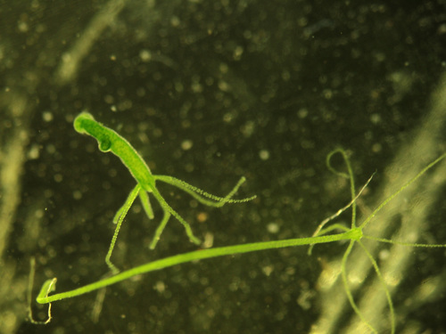 Hydra viridissima